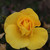 Rosa 'Bright Smile'