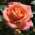 Rosa 'Bucklebury Boy'