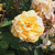Rosa 'Buff Beauty'