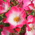 Rosa 'Bukavu'