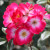 Rosa 'Bukavu'