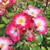 Rosa 'Bukavu'