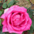 Rosa 'Buxom Beauty'