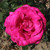 Rosa 'Buxom Beauty'