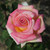 Rosa 'Cajun Sunrise'