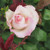Rosa 'Cajun Signature'