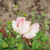 Rosa 'Cajun Signature'