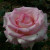 Rosa 'Cajun Signature'