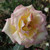 Rosa 'Caledonian'