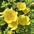Rosa 'Canary Bird'
