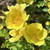 Rosa 'Canary Bird'