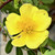 Rosa 'Canary Bird'