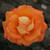 Rosa 'Castle of Mey'