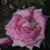 Rosa 'Catherine Cookson'