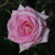 Rosa 'Catherine Cookson'