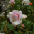 Rosa 'Cecile Brunner'