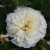 Rosa 'Celine Forestier'