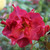 Rosa 'Celebration Time'