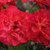 Rosa 'Celebration Time'