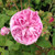 Rosa x centifolia 'Cristata'