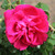 Rosa 'Cerise Bouquet'