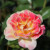 Rosa 'Champagne Cocktail'