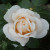 Rosa 'Champagne Moment'