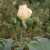 Rosa 'Champagne Moment'
