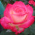 Rosa 'Charismatic'
