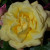 Rosa 'Chinatown'