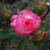 Rosa 'Childs Play'