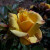 Rosa 'Chloe's Star'