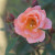 Rosa 'Cider Cup'