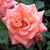 Rosa 'Cider Cup'