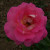 Rosa 'Cliff Richard'