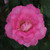 Rosa 'Cliff Richard'