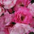 Rosa 'Cliff Richard'