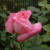 Rosa 'Columbian'