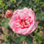 Rosa 'Columbian'