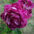 Rosa 'Commandant Beaurepaire'