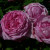 Rosa 'Comte de Chambord'