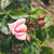 Rosa 'Compassion'