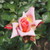 Rosa 'Compassion'