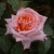 Rosa 'Compassion'