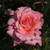 Rosa 'Congratulations'