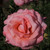 Rosa 'Congratulations'