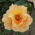Rosa 'Copper Delight'