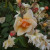 Rosa 'Cornelia'