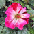 Rosa 'Crazy for You'