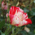 Rosa 'Crazy for You'